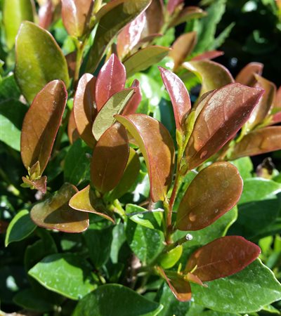 Evergreen Witchhazel Linebacker™